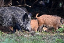 D6 Boutissaint 21-10-08 2363   Photo ACG