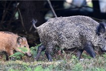 D6 Boutissaint 21-10-08 2369   Photo ACG