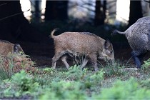 D6 Boutissaint 21-10-08 2377   Photo ACG