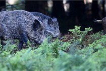 D6 Boutissaint 21-10-08 2390   Photo ACG