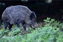 D6 Boutissaint 21-10-08 2394   Photo ACG