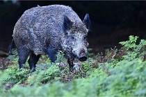 D6 Boutissaint 21-10-08 2396   Photo ACG