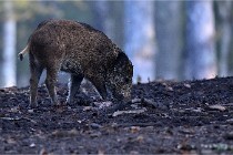 D6 Boutissaint 21-10-08 2406   Photo ACG