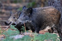 D6 Boutissaint 21-10-08 2418   Photo ACG