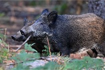 D6 Boutissaint 21-10-08 2419   Photo ACG