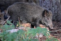 D6 Boutissaint 21-10-08 2421   Photo ACG