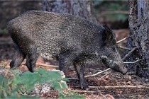 D6 Boutissaint 21-10-08 2424   Photo ACG