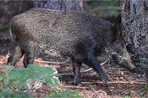 D6 Boutissaint 21-10-08 2425   Photo ACG