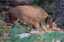 D6 Boutissaint 21-10-08 2427   Photo ACG