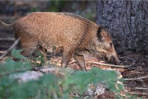 D6 Boutissaint 21-10-08 2428   Photo ACG