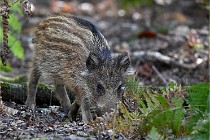 D6 Boutissaint 21-10-08 2518   Photo ACG