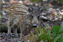 D6 Boutissaint 21-10-08 2519   Photo ACG