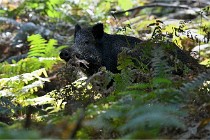 D6 Boutissaint 21-10-08 2533   Photo ACG