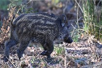 D6 Boutissaint 21-10-08 2643   Photo ACG