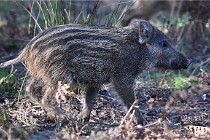 D6 Boutissaint 21-10-08 2647   Photo ACG