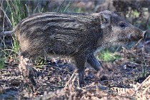 D6 Boutissaint 21-10-08 2648   Photo ACG