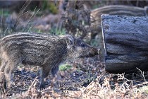 D6 Boutissaint 21-10-08 2649   Photo ACG