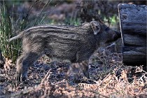 D6 Boutissaint 21-10-08 2651   Photo ACG