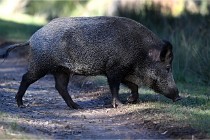 D6 Boutissaint 21-10-08 2654   Photo ACG