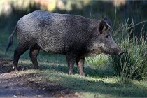 D6 Boutissaint 21-10-08 2656   Photo ACG