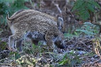 D6 Boutissaint 21-10-08 2662   Photo ACG