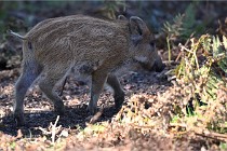 D6 Boutissaint 21-10-08 2670   Photo ACG