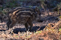 D6 Boutissaint 21-10-08 2671   Photo ACG