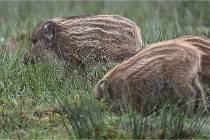 D6 Boutissaint 21-10-09 2802   Photo ACG