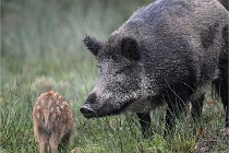 D6 Boutissaint 21-10-09 2814   Photo ACG