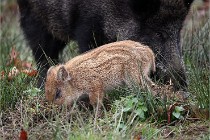 D6 Boutissaint 21-10-09 2819   Photo ACG