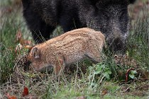 D6 Boutissaint 21-10-09 2821   Photo ACG