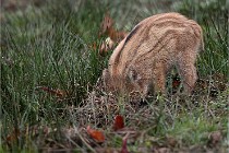 D6 Boutissaint 21-10-09 2823   Photo ACG