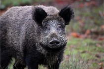 D6 Boutissaint 21-10-09 2833   Photo ACG