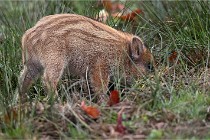 D6 Boutissaint 21-10-09 2835   Photo ACG