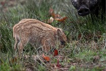 D6 Boutissaint 21-10-09 2836   Photo ACG