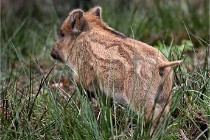 D6 Boutissaint 21-10-09 2838   Photo ACG