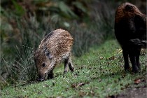 D6 Boutissaint 21-10-09 3141   Photo ACG