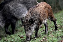 D6 Boutissaint 21-10-09 3146   Photo ACG