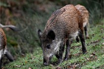 D6 Boutissaint 21-10-09 3148   Photo ACG