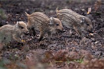 D6 Boutissaint 21-10-09 3438   Photo ACG