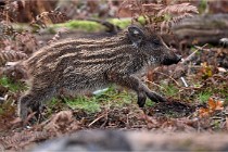 D6 Boutissaint 21-10-09 3442   Photo ACG