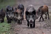 D6 Boutissaint 21-10-09 3446   Photo ACG