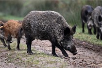 D6 Boutissaint 21-10-09 3453   Photo ACG