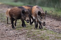 D6 Boutissaint 21-10-09 3455   Photo ACG