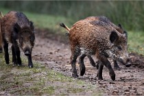 D6 Boutissaint 21-10-09 3459   Photo ACG