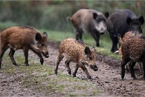 D6 Boutissaint 21-10-09 3464   Photo ACG