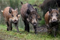 D6 Boutissaint 21-10-09 3469   Photo ACG