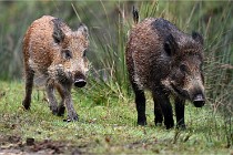 D6 Boutissaint 21-10-09 3471   Photo ACG