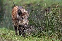 D6 Boutissaint 21-10-09 3473   Photo ACG