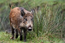 D6 Boutissaint 21-10-09 3474   Photo ACG